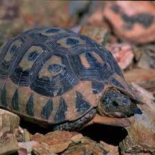 We opened our doors on 15 august that year and are still working hard to having fun. Tortoises Are Not Pets Mossel Bay Advertiser