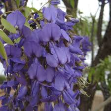 Image result for Bolusanthus