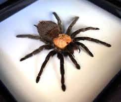 Black And White Striped Spider Texas Museum Quality Spider Taxidermy In A Shadowbox Will Make Your Real Insect Taxidermy Collection Uncommon And Outstanding It Is Taxidermy Taxidermy Bat Handmade