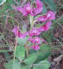 Image result for Schizochilus lepidus