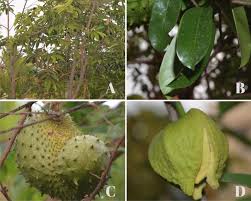 Image result for Annona muricata