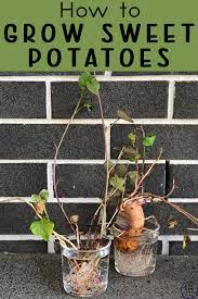 How do you grow sweet potatoes in a garden. How To Grow Sweet Potatoes Simple Living Creative Learning