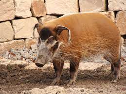 Das pinselohrschwein oder flussschwein (''potamochoerus porcus'') ist eine säugetierart aus der familie der echten schweine (suidae). Pinselohrschwein Erlebnis Zoo Hannover