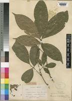 Image result for Pancovia