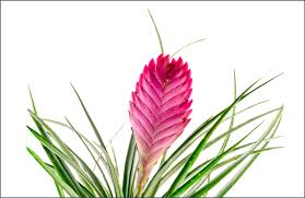 Air plants (sometimes called aerial plants) are one of the best (not to mention cheapest!) plants for your they are essentially a healthy air filter, aside from being cute little things in themselves. Air Plant Care Guide Growing Information Tips Proflowers Blog