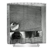 Jasper Looking Through Gate Photograph by Paul Oriente