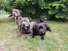 Most blue lines are bullie lines and not pitbull lines. Great Treasure Blueandblack Great Treasure Blueandblack