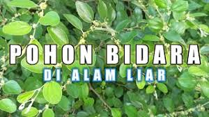 Yang dapat kita ketahui pohon ileng ileng bisa disebut mangsian atau nama latin phyllanthus reticulatus bisa hidup di mana saja di tepi jalan di persawah. Playtube Pk Ultimate Video Sharing Website