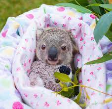 When a baby koala is born, they're very small! Baby Koala At The Australian Zoo Aww Cute Animals Cats Dogs Cute Koala Bear Baby Animals Pictures Cute Baby Animals