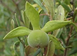 Image result for Diospyros dichrophylla