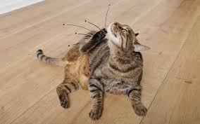 Pour protéger votre chat contre les puces et les tiques, il est primordial de lui administrer un traitement antiparasitaire pour chat. Puces Comment S En Debarrasser Dans La Maison