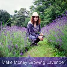 7 Ways To Make Money Growing Lavender Growing Lavender Lavender Farm Lavender Garden