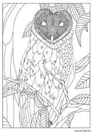coloriage adulte chouette effraie par mizu dessin animaux a imprimer joyeux halloween quiz