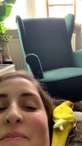 How to differentiate between babool and kikar?