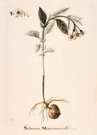 Image result for Lefebvrea longipedicellata