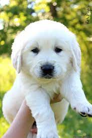 We did not find results for: English Cream Golden Retriever Puppies Online Shopping