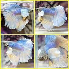 Live Betta Fish Male Fancy Light Blue Yellow Dumbo Halfmoon Bydb3 Aquarium Fish For Sale Betta Fish Live Aquarium Fish