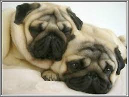 Find the dog breed that is right for you. 96449 Set Of 4 Puppy Dog Pug Dogs Puppies Stationery Decor Laminated Poster De Ebay