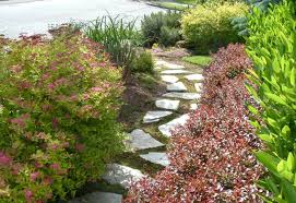 While maintained, this variety will remain at a height between 3 to 4 feet, but left untrimmed can reach up to 6 to 10 feet. Gardening 101 Cherry Laurel Gardenista