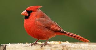 Backyard Birds Of East Texas Northern Cardinal North Central Texas Birds Backyard Birds Texas Animals Birds