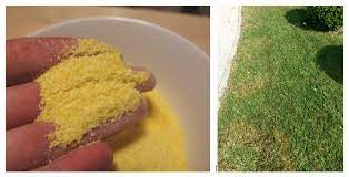 But, surprisingly enough, it's not the cornmeal that kills the. Cornmeal Magic The Myth That Will Not Die The Garden Professors