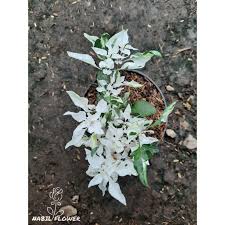 Ditulis oleh sam 1 jan 2020 tambah komentar. Tanaman Hias Anting Putri Salju Shopee Indonesia