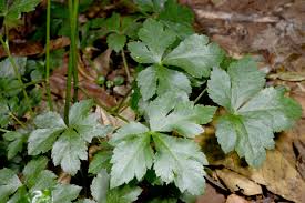 Image result for Sanicula elata