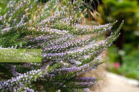 Image result for Fabiana imbricata