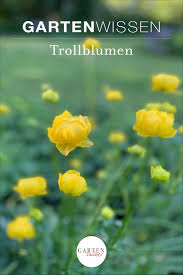 Trollblume Trollius Gartenzauber In 2020 Pflanzen Blumen Garten