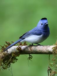 Black Bird With White Spots On Wings And Tail Pin By Psyche On Vogelbilder In 2020 Beautiful Birds Animals Birds