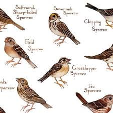 Sparrows Of North America Field Guide Art Print Sparrow
