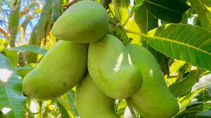 Maybe you would like to learn more about one of these? Northern California Mango Youtube