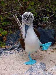 Bird With Blue Feet Galapagos Pin On Nature