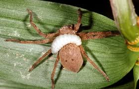 Some can be found on the underside of leaves in your yard, attached to tree branches outdoors, in a burrow, or on the eave of your home. Spider Survival The Australian Museum