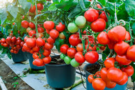 Those are feast or famine. 10 Best Vegetables For Container Gardens