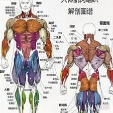 In the diagrams below, i'll be showing muscle groups in color, with a black line to show the forms that would show through the skin (i also stand in front of a mirror and find each of the muscles shown here in your own body. Schematic Diagram Of Human Shoulder Page 3 Line 17qq Com