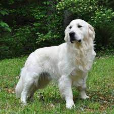 English Cream Retrievers English Cream Golden Retriever Puppies Goldenretrieverpuppy Golden Retriever White Golden Retriever Dogs Golden Retriever