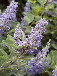 Image result for Vitex