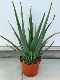 Image result for Aloe