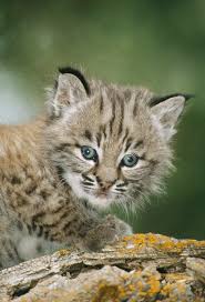 Baby Bobcat Photograph By M Watson