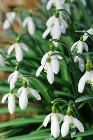 Nel giardino d'inverno, da gennaio a marzo, questa pianta porterà un tocco di classe con i suoi fiori bianchi e molto profumati. Il Bucaneve Un Fiore Invernale Giardinaggio Piante E Fiori