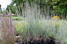 Image result for Schizachyrium brevifolium