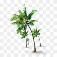 Keistimewaan pohon kelapa sawit dunia desain grafis pohon kelapa vektor, 21 03 2019. Coconut Trees Png Transparent For Free Download Pngfind