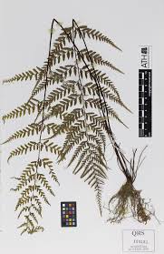Image result for Pityrogramma argentea
