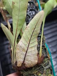 Image result for Drynaria