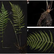 Image result for Christella dentata