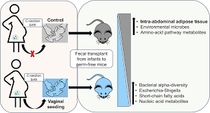 Image result for Fecal Transfer