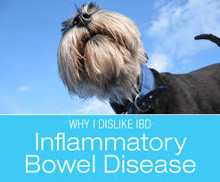 Inflammatory Bowel Disease In Dogs Why I Dislike Ibd