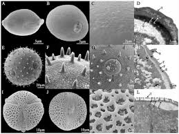 Image result for Dolichos junodii