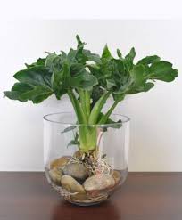 Find Out Smart Diy Container Water Plants Ideas For Beginners Simdreamhomes Diycontainerwaterplants Diy Indoor Water Garden Container Water Gardens Plants